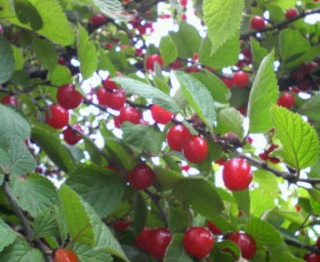 ���̎����ȁH