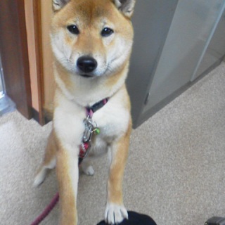 ������傤�������Ă΁I