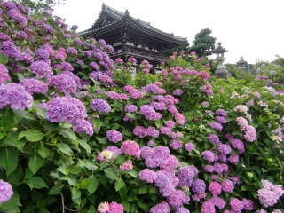 �����ς��̎��z��