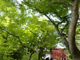 �΂����ꂢ