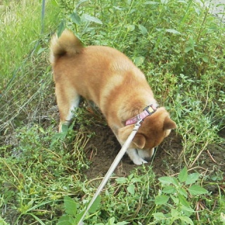 �߂�����@���Ă�