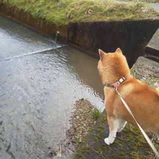 �����̎U��